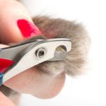 ناخن گربه را چگونه کوتاه کنیم