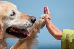 آموزش لمس کردن به سگ