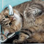 روش هایی برای بیشتر آب خوردن گربه