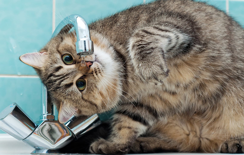 روش هایی برای بیشتر آب خوردن گربه