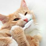 آموزش مسواک زدن دندان های گربه