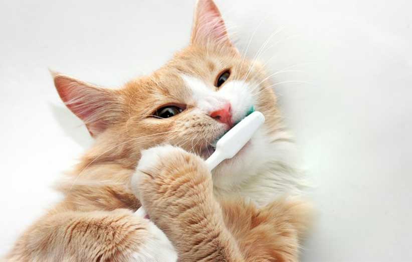 آموزش مسواک زدن دندان های گربه