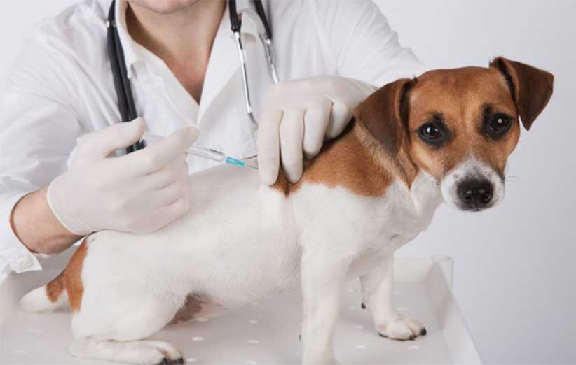 نکات واکسیناسیون سگ