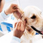 نشانه های بیماری در سگ
