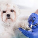 رعایت و اصول بهداشت ‌سگ‌ های زیر 2 ماه