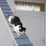 آموزش بالا رفتن گربه از نردبان