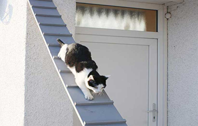 آموزش بالا رفتن گربه از نردبان