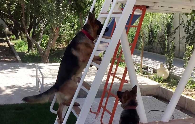 آموزش بالارفتن از نردبان به سگ