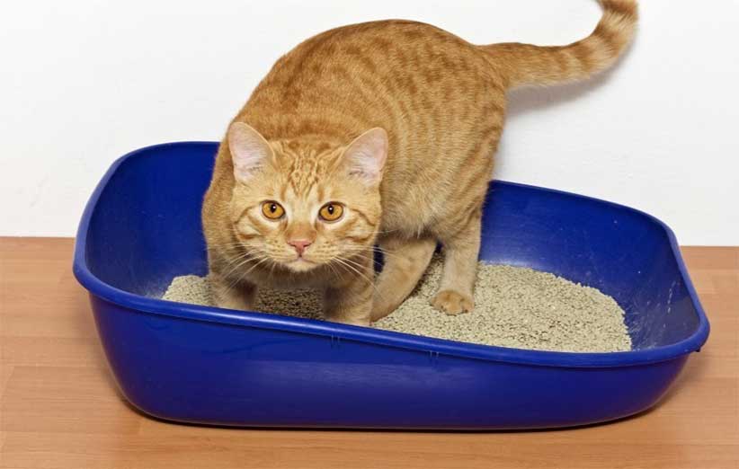 آموزش استفاده از ظرف خاک به بچه گربه