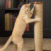 آموزش راه نرفتن گربه روی وسایل