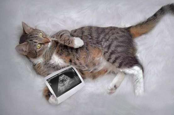 بارداری تا زایمان گربه