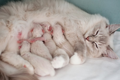 بارداری تا زایمان گربه