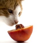 غذای مفید و مضر برای گربه