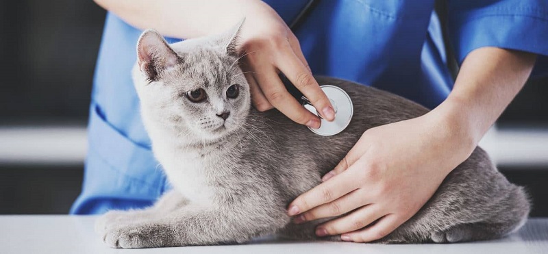 11 بیماری شایع در گربه ها