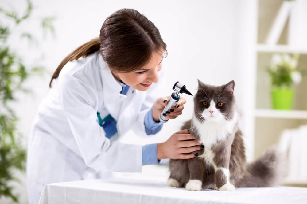 11 بیماری شایع در گربه ها