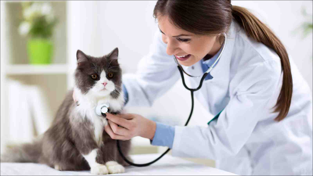 بیماری شایع در گربه ها