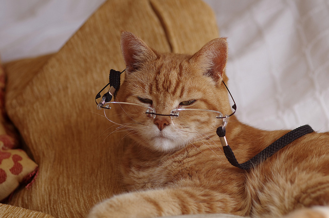 مشکلات بینایی در گربه های پیر