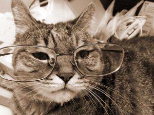 مشکلات بینایی گربه در سنین بالا