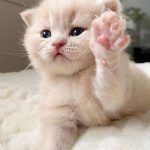 رنگ بچه گربه پرشین