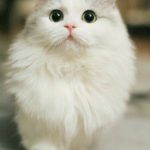 قیمت بچه گربه اسکاتیش فولد در تهران
