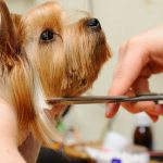 مراقبت از موی سگ در تابستان