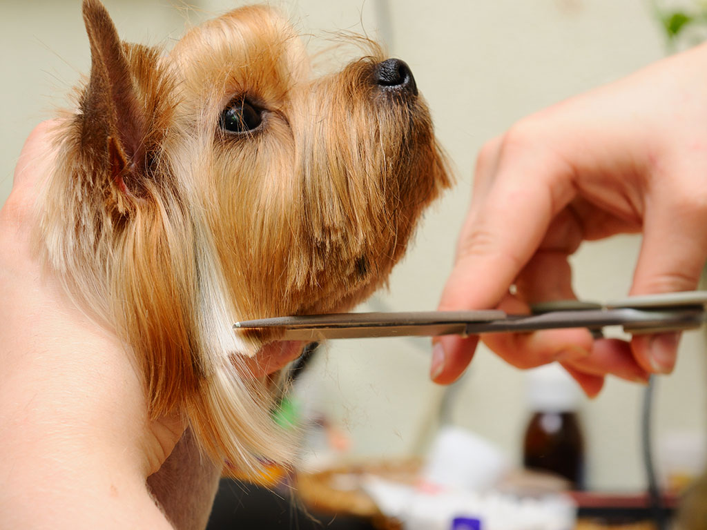 مراقبت از موی سگ در تابستان