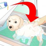 نکات مهم در هنگام حمام کردن سگ