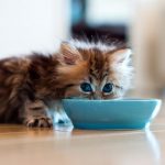 غذای بچه گربه بریتیش