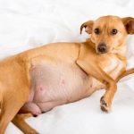 تشخیص بارداری سگ