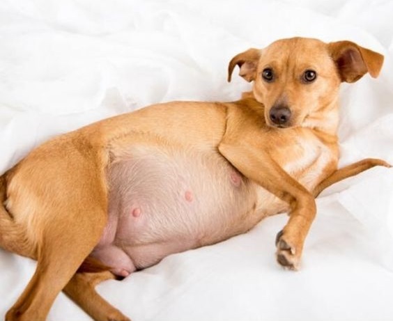 تشخیص بارداری سگ
