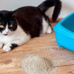 روش هایی برای جلوگیری از دستشویی گربه خارج از خاک