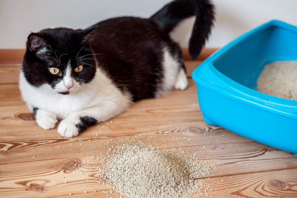 روش هایی برای جلوگیری از دستشویی گربه خارج از خاک