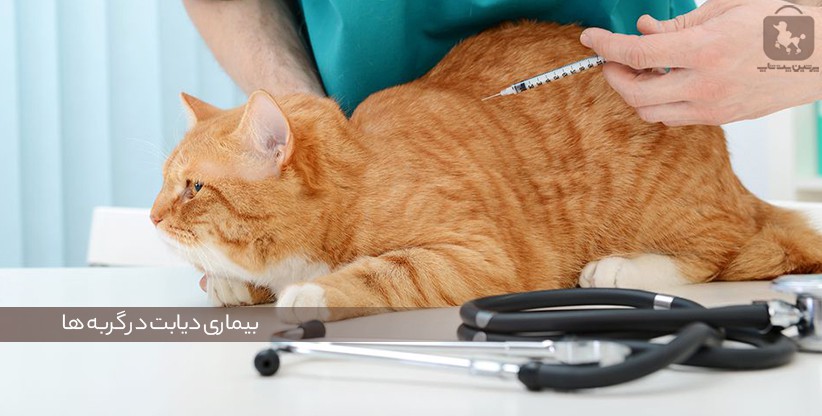 آیا گزینه های دیگری برای انسولین برای گربه دیابتی وجود دارد؟