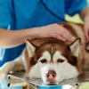 درمان دیابت سگ بدون انسولین