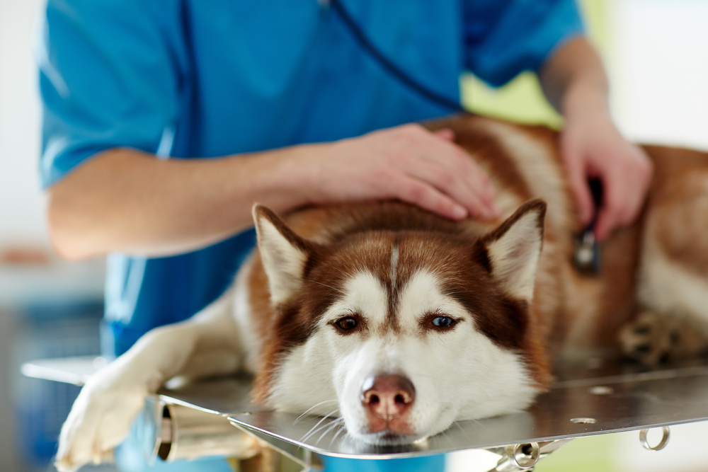 درمان دیابت سگ بدون انسولین