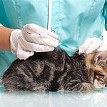 آماده سازی گربه برای انجام تزریق دارو