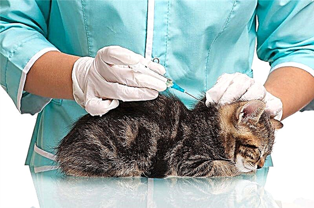 آماده سازی گربه برای انجام تزریق دارو