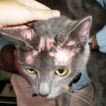 درمان کرم حلقوی در گربه