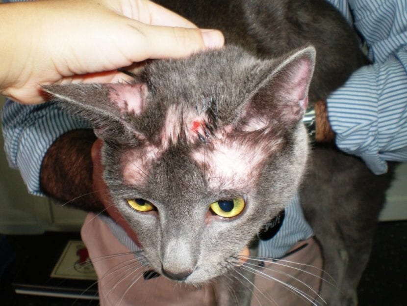 درمان کرم حلقوی در گربه