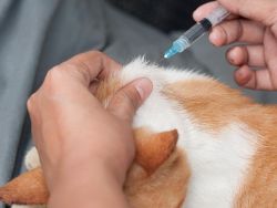 روش تزریق عضلانی به گربه