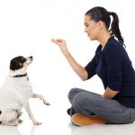 10 فرمان آموزش دادن سگ