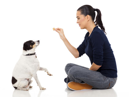 10 فرمان آموزش دادن سگ