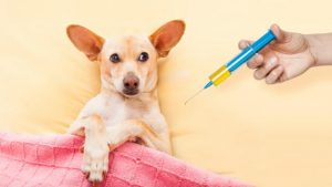 بهداشت و واکسن توله ‌سگ‌