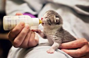 شیر خشک بچه گربه پرسا