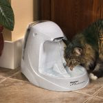 نکات مهم برای آب دادن به گربه ها