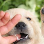 چرا سگ ها به دندانی نیاز دارند ؟