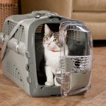 چرا گربه ها به باکس یا کیف نیاز دارند؟