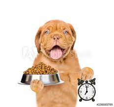 زمان مناسب غذا دادن به سگ