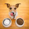 با کیفیت ترین غذای سگ چیست