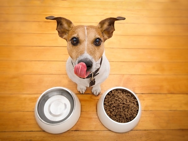 با کیفیت ترین غذای سگ چیست